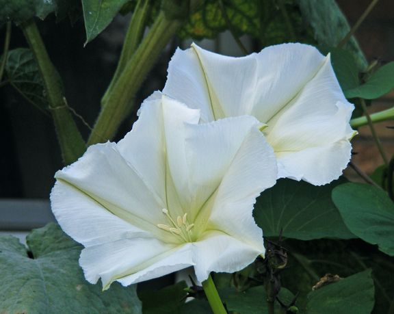 Moon Flower photo 2013_09100005_zps9c6d3863.jpg
